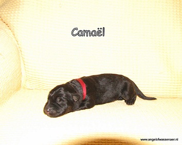 Camaël, 12-02-10, 2 dagen jong
